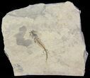 Permian Branchiosaur (Amphibian) Fossil - Germany #63587-1